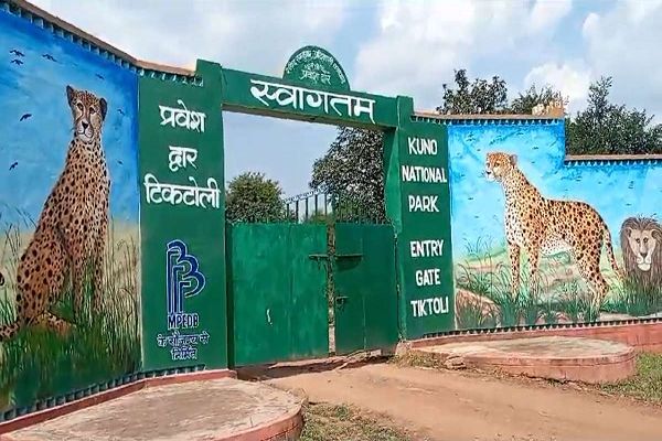 Kuno National Park: तीन दिन बाद भी नहीं लौटा वायु चीता, नदी में पानी पीने का वीडियो वायरल, पांच सदस्यीय टीम सुरक्षा और देखरेख में लगी