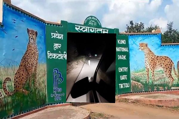 पांचवें दिन भी कूनो नहीं लौटा चीता: श्योपुर की &lsquo;होटल पाम&rsquo; के पास आया नजर, लोगों में दहशत