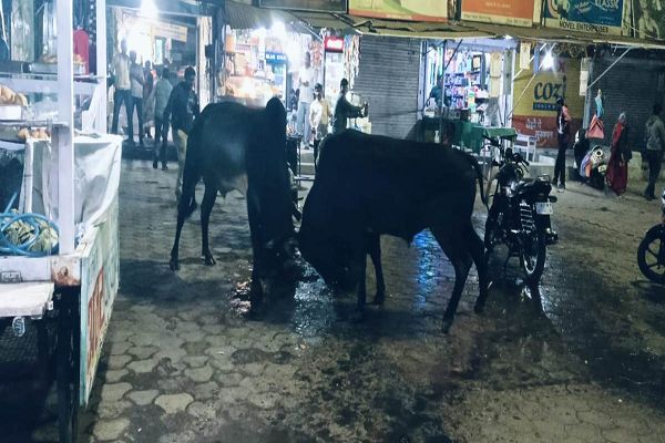 जब दो सांड भिड़े तो ट्रैफिक हो गया जामः बीच बाजार &lsquo;बुल फाइट&rsquo; से मची अफरा तफरी, लड़ाई में पलट गई दूध वाले की बाइक, 40 लीटर दूध बहा, दो एक्टिवा चकनाचूर