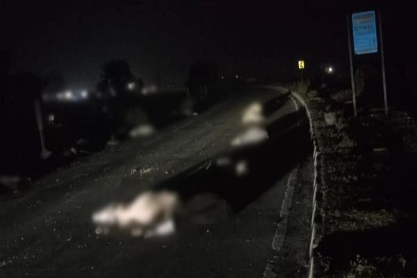 इंदौर से प्रयागराज जा रही बस ने रायसेन में 18 गायों को कुचला, 13 की मौत