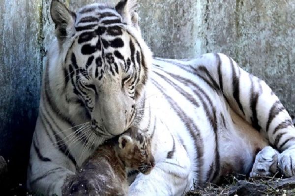 बांधवगढ़ अभयारण्य में जाल में फंसकर बाघ की मौत, दो गिरफ्तार