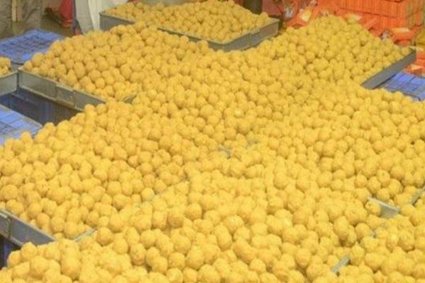 महाकाल मंदिर में लड्डू प्रसाद का टोटा, कच्चा माल उपलब्ध नहीं