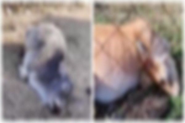 प्रशासन की लापरवाही ने ली 6 गायों की जान: मुख्यमंत्री कन्या विवाह योजना का बचा भोजन जमीन पर फेंका, खाने से गोवंशों की मौत