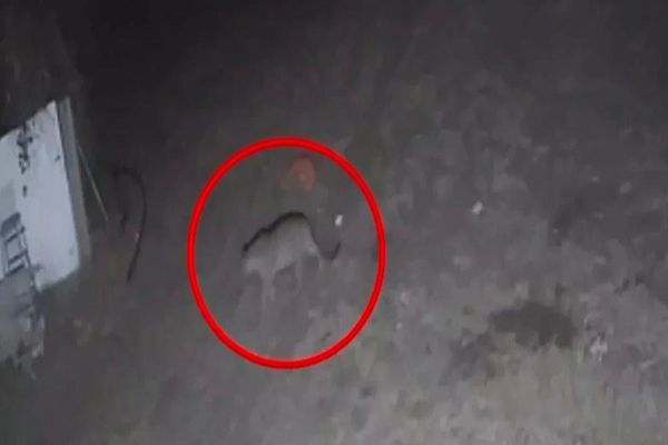 इंदौर में बायपास की टाउनशिप के सीसीटीवी में नजर आया तेंदुआ, डरे हुए हैं रहवासी