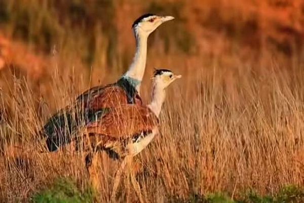 मध्य प्रदेश में फिर लौटेगी सोनचिरैया