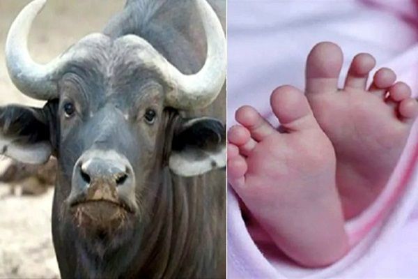 झूले में बच्चे को लिटाकर मां कर रही थी काम, 6 माह के मासूम के ऊपर भैंस ने किया गोबर, दम घुटने से हुई मौत