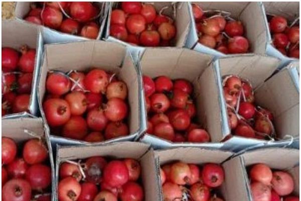 भारत का अनार खायेगा मेलबर्न ऑस्ट्रेलिया के लोग