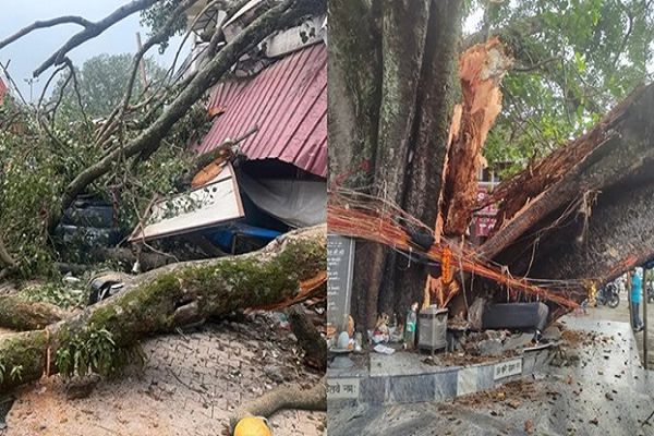 देहरादून के टपकेश्वर महादेव मंदिर परिसर में गिरा सदियों पुराना पेड़