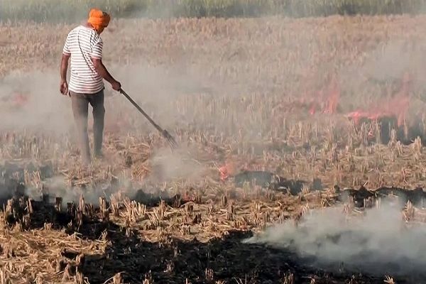 पंजाब में पराली जलाने के 351 मामले सामने आए, संगरूर में सबसे अधिक 557